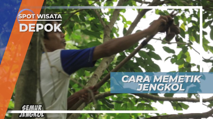 Cara Memetik Jengkol Depok