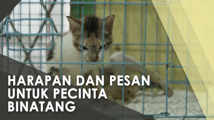 Perjuangan Bimbim Merawat & Mencari Adopter Kucing Jalanan