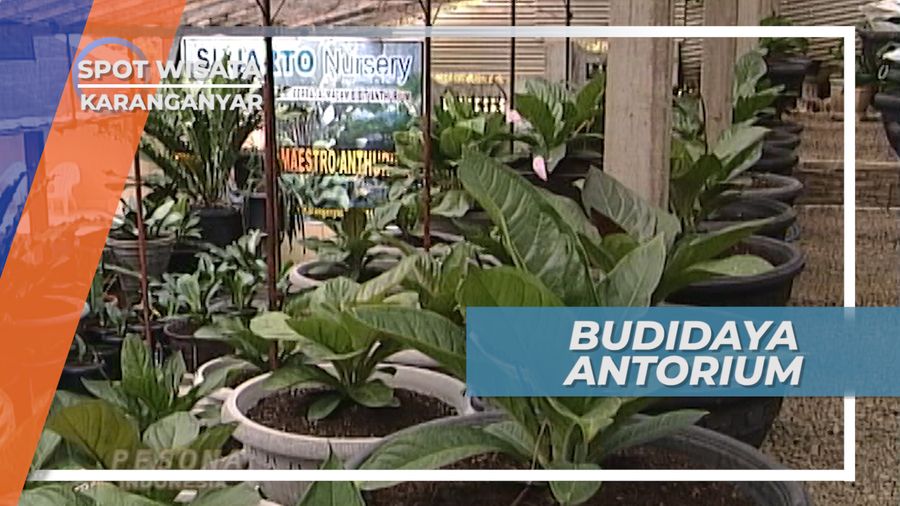 Budidaya Tanaman Hias Anthurium, Karanganyar