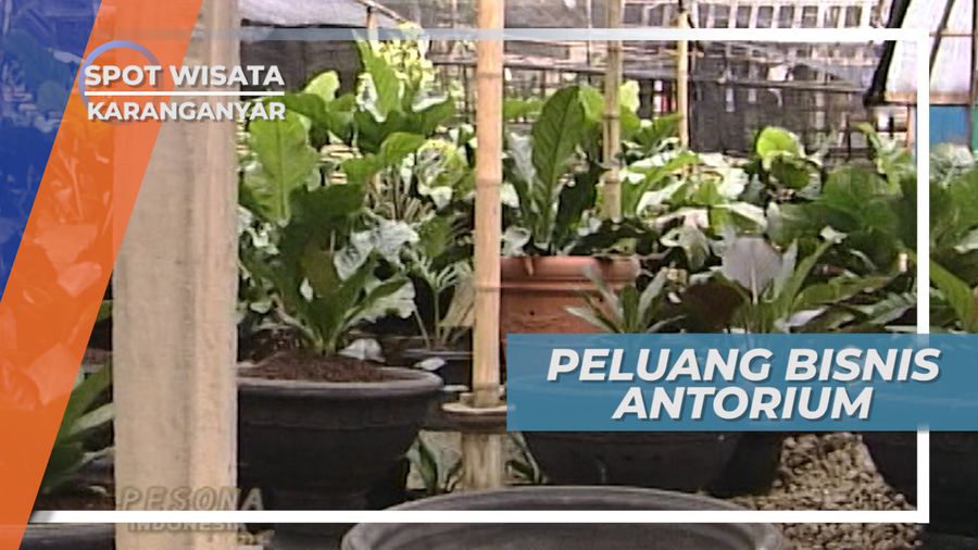 Antorium Karanganyar, Hobi Bertanam Meraup Untung Menenangkan Pikiran