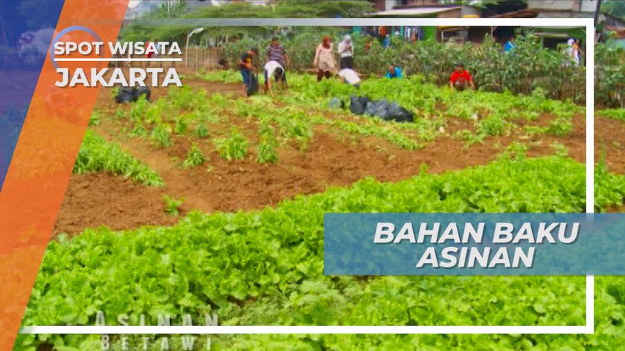 Selada Cakung, Bahan Sayur Segar Asinan Betawi, Jakarta