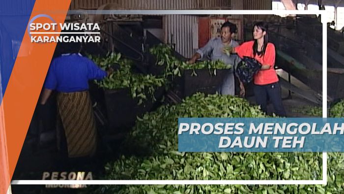 Pabrik Pengolahan Daun Teh Karanganyar
