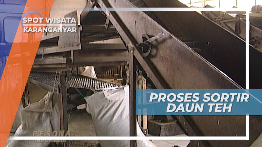 Pemilihan Daun Teh dengan Kualitas Unggul, Karanganyar