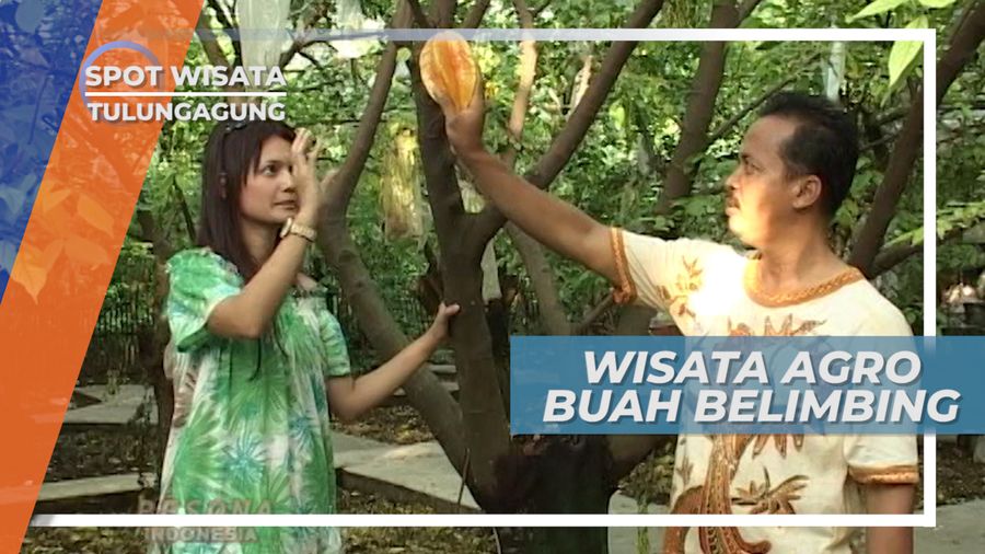 Agrowisata Buah Belimbing Desa Moyoketen Boyolangu Tulungagung