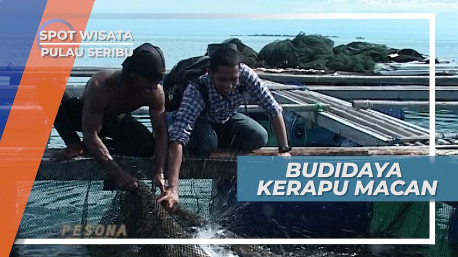 Kerapu Macan, Ikan Budidaya degnan Nilai Jual Tinggi, Pulau Seribu