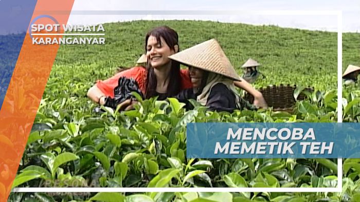 Hamparan Indah dan Sejuk Perkebunan Teh Kemuning, Karanganyar