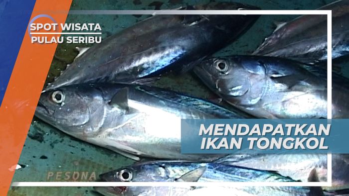 Panen Tongkol Di Atas Perahu Kecil Dengan Terpaan Gelombang Kepulauan Seribu