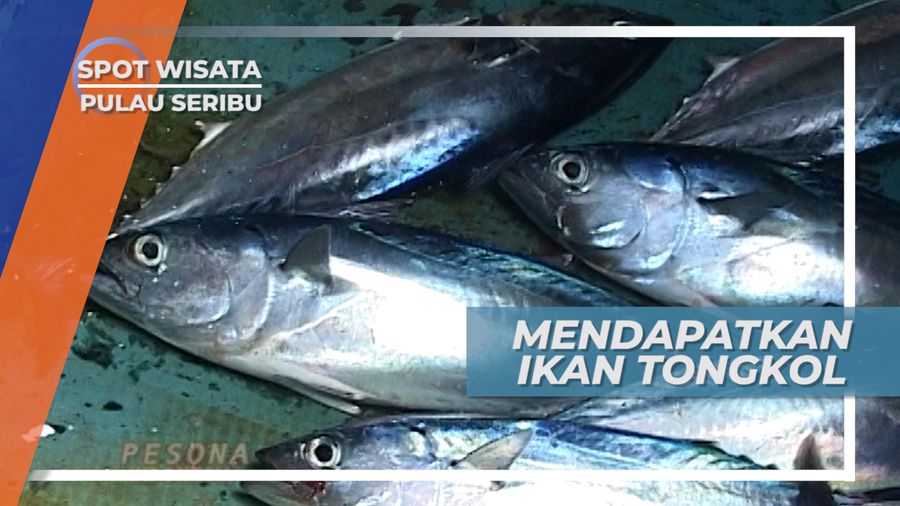 Panen Tongkol Di Atas Perahu Kecil Dengan Terpaan Gelombang Kepulauan Seribu
