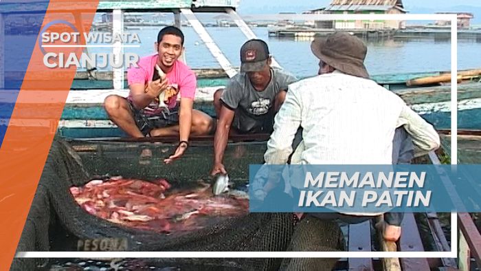 Panen Patin dan Nila Merah Keramba Ikan Waduk Cirata Cianjur