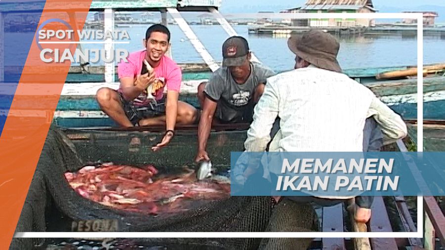 Panen Patin dan Nila Merah Keramba Ikan Waduk Cirata Cianjur