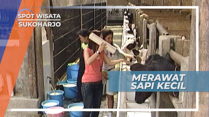 Si Sapi Kecil Yang Tidak Mandi Namun Rajin Minum Susu di Agrowisata Sukoharjo