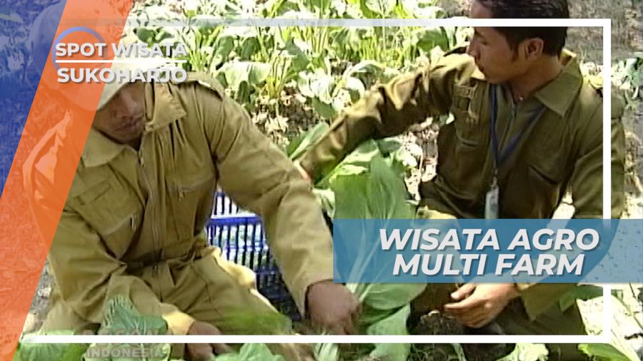 Agrowisata Lembah Hijau Sukoharjo, Berwisata Menjadi Peternak Dan Petani Sayur Organik