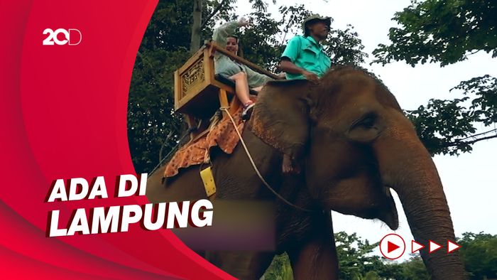 Celebrity on Vacation: Naik Gajah Keliling Bukit Lembah Hijau
