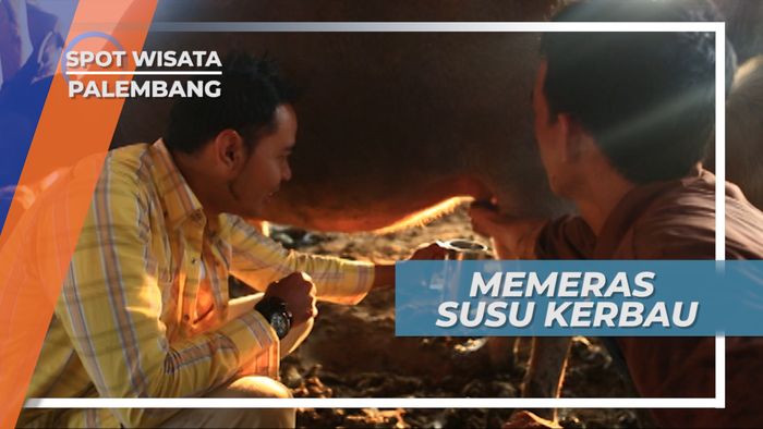 Pagi Pagi Perah Susu Kerbau, Demi Kuliner Kegemaran Kerajaan Palembang
