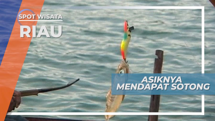 Sotong Berhasil Naik Ke Atas Perahu di Perairan Kepulauan Batam