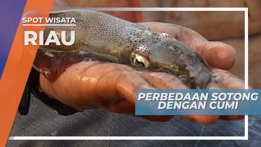 Beda Sotong Karang dan Cumi Cumi di Perairan Kepulauan Batam