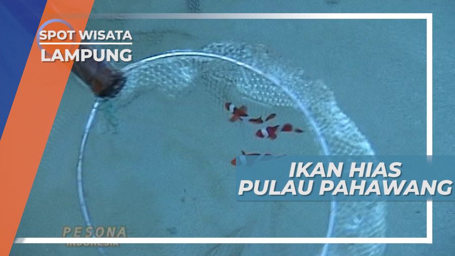Ikan Nemo, Si Badut yang Menghiasai Perairan Pulau Pahawang, Lampung