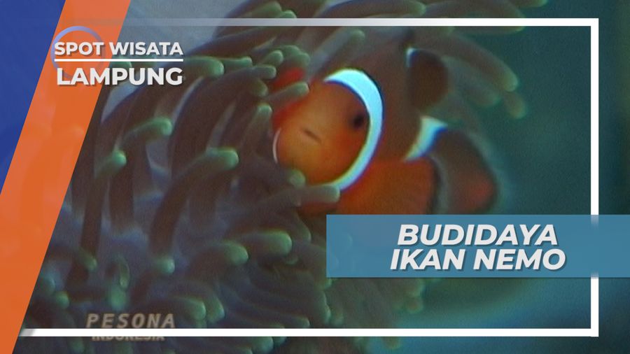 Budidaya Ikan Badut, Si Nemo dari Lampung