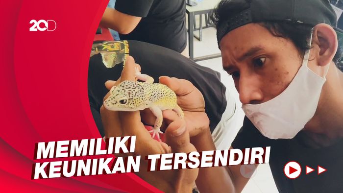 Ratusan Reptil Ikut Kontes Hewan di Maros
