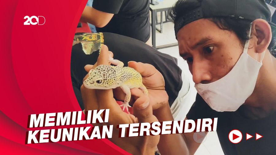 Ratusan Reptil Ikut Kontes Hewan di Maros