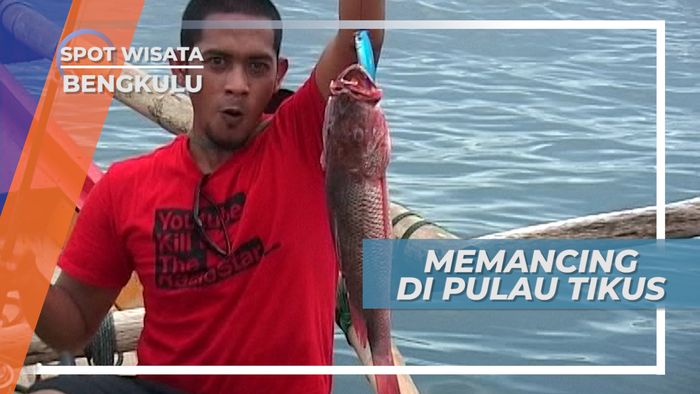 Tentakel Gurita, Umpan Andalan Memeancing Di Pulau TIkus, Bengkulu