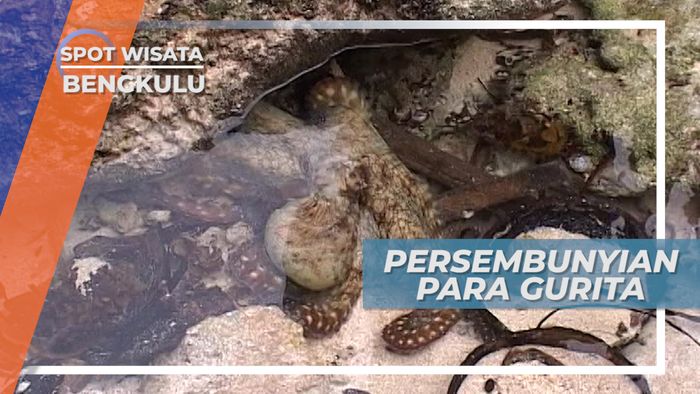 Seperti Bunglon, Gurita juga Bisa Berubah Warna, Bengkulu