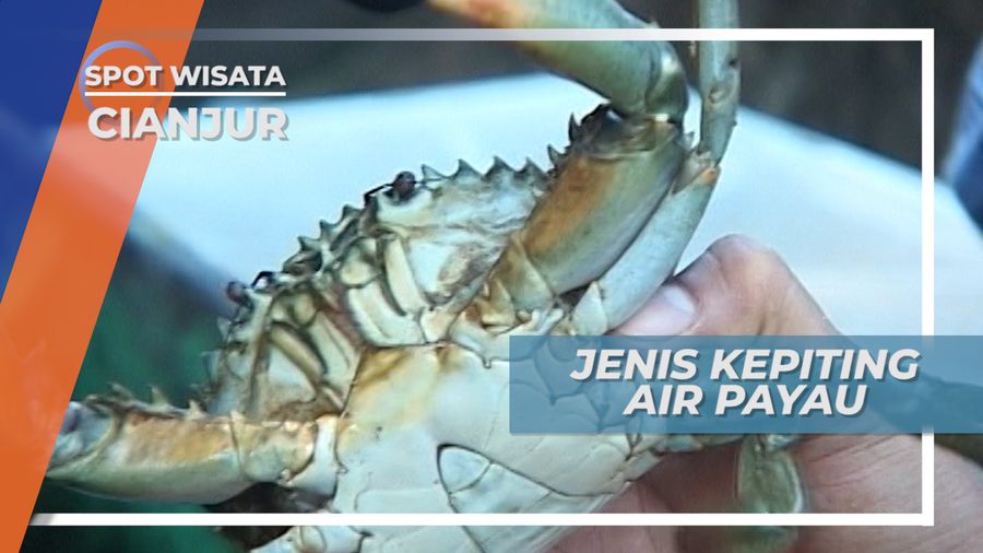 Menangkap Kepiting Air Payau Langsung dari Habitatnya, Cianjur