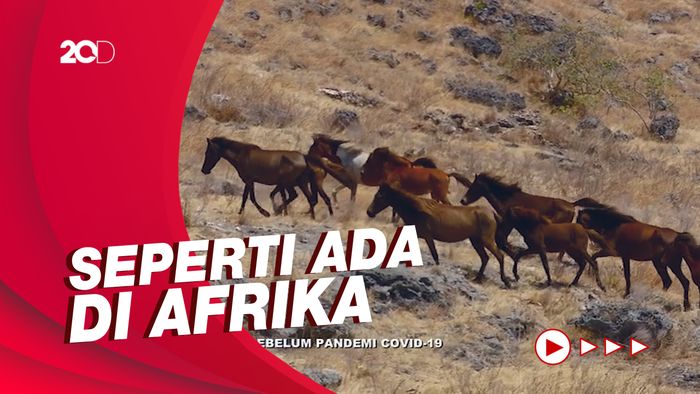Celebrity on Vacation: Berinteraksi dengan Kuda Liar di Sumba Timur