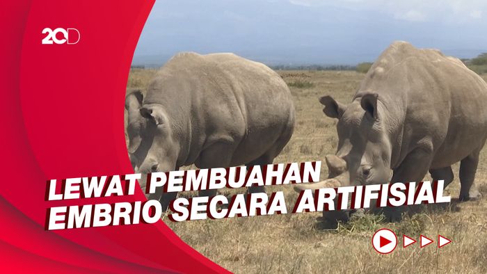 Konservasionis Kenya Selamatkan Spesies Badak Putih Utara Terakhir