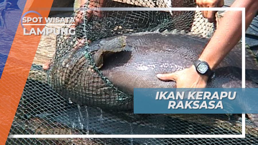 Kerapu Kertang, Ikan Konsumsi Bernilai Jual Tinggi, Lampung