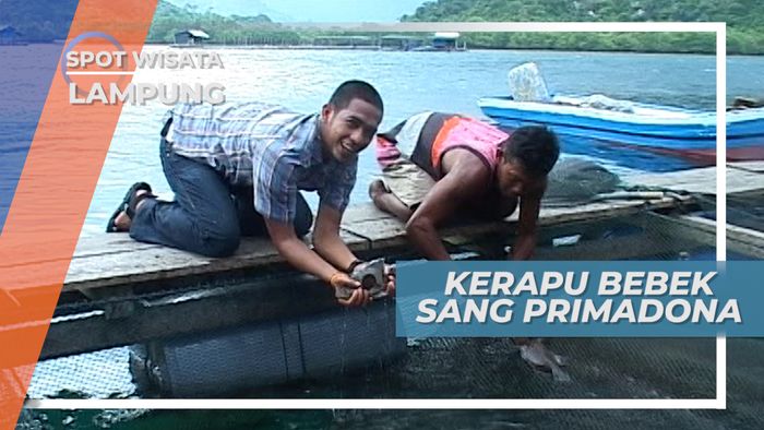 Kerapu Bebek, Primadona Eksport dari Lampung