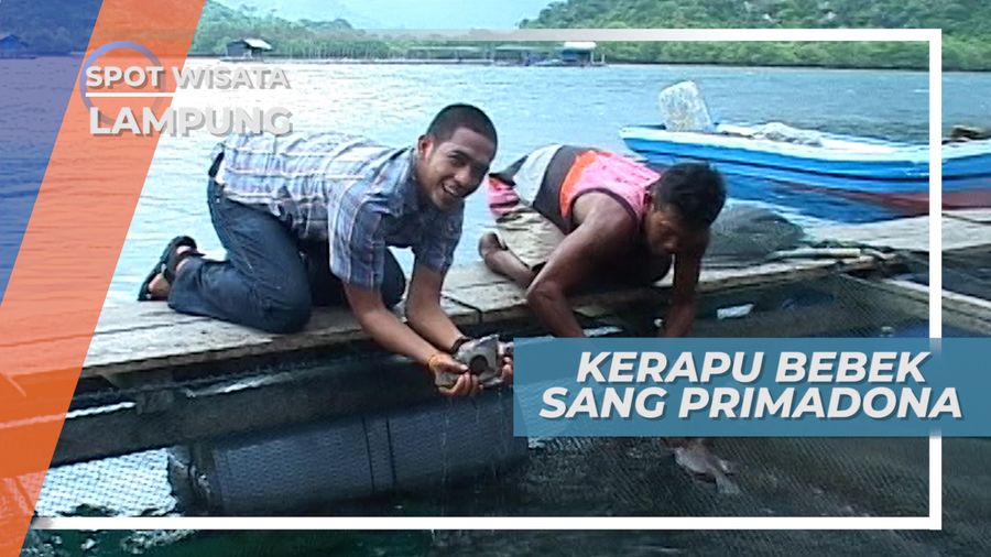 Kerapu Bebek, Primadona Eksport dari Lampung