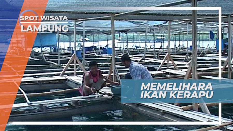 Makanan Tambahan Ikan Kerapu Keramba Apung Lampung