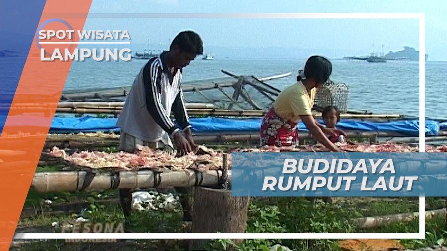 Budidaya Rumput Laut di Desa Sukajaya Lampung