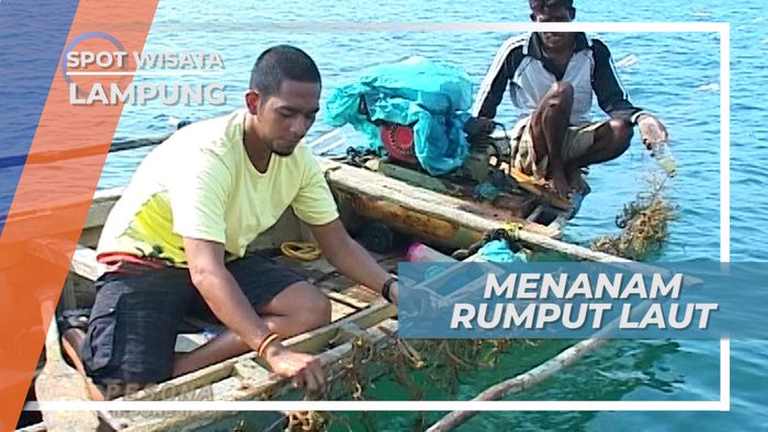 Teknik Khusus Menanam Rumput Laut, Lampung