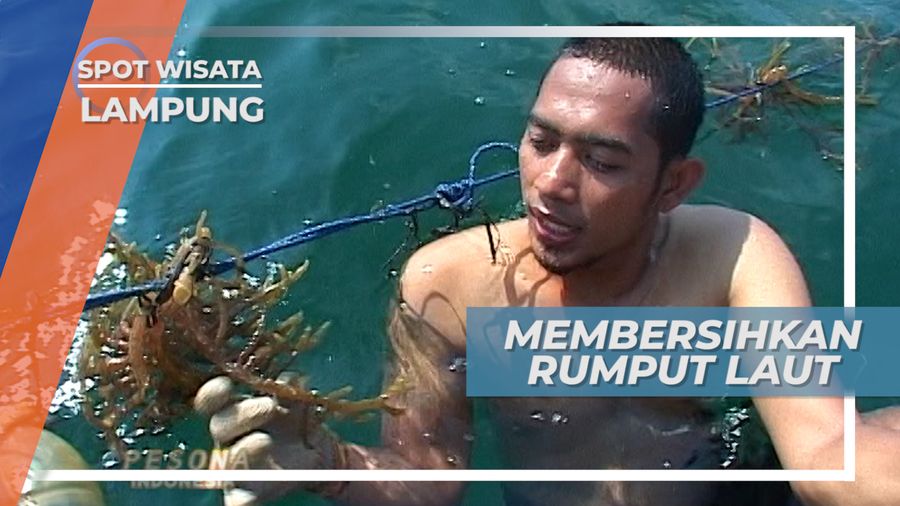 Merawat dan Membersihkan Rumput Laut Budidaya, Lampung