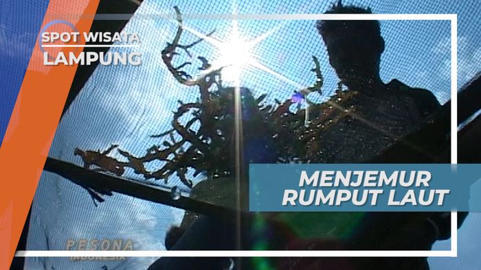 Menjemur Rumput Laut, Lampung