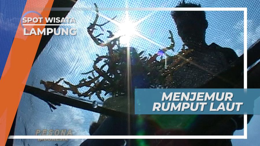 Menjemur Rumput Laut, Lampung