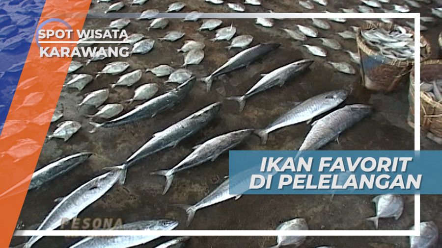 Tenggiri, Ikan Favorit Dengan Nilai Jual Tinggi di Pelelangan, Karawang