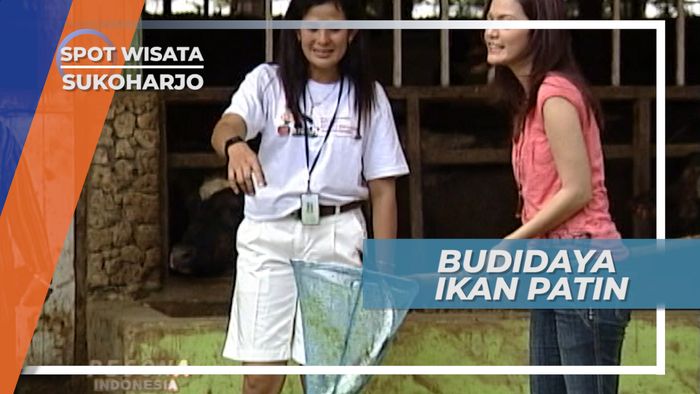 Dagingnya Lebih Gurih, Ikan Patin ini Dibudidaya Secara Organik, Sukoharjo