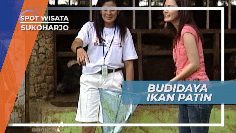 Dagingnya Lebih Gurih, Ikan Patin ini Dibudidaya Secara Organik, Sukoharjo