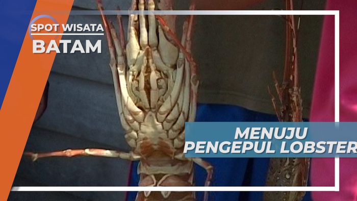 Pengepul Lobster, Tempat Transaksi Si Udang Bernilai Tinggi, Batam