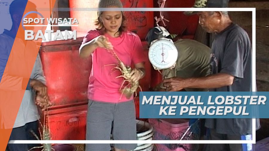 Para Nelayan Lobster dan Tangkapannya, Batam
