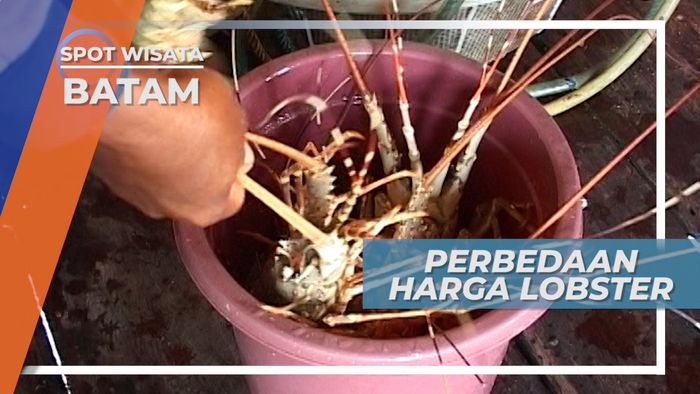 Harga Lobster yang Bervariasi, Batam