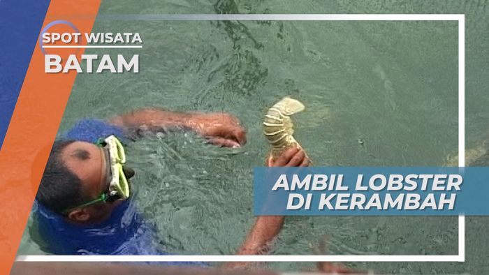 Tangkap Lobster Karamba Pulau Abang Batam 