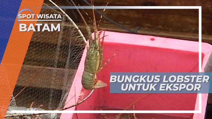 Mengantar Lobster Batam Ke Singapura