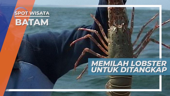 Jenis Lobster yang Tidak Boleh Diambil dari Perairan, Batam