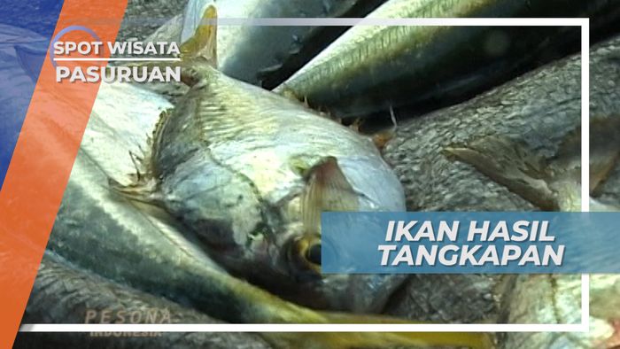 Ikan Buntal, Mengembang Untuk Melindungi Diri, Pasuruan