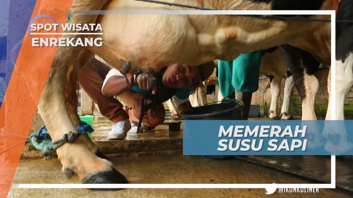 Menikmati Kemurnian Susu Langsung dari Peternakan Sapi, Sulawesi Selatan