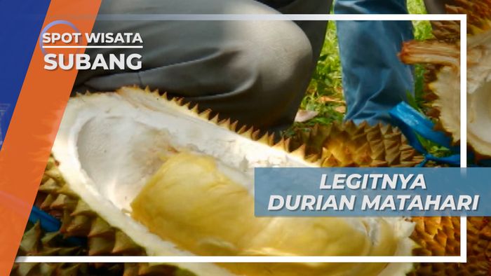 Legit dan Dagingnya Maknyus, Cita Rasa Khas Durian Matahari Subang